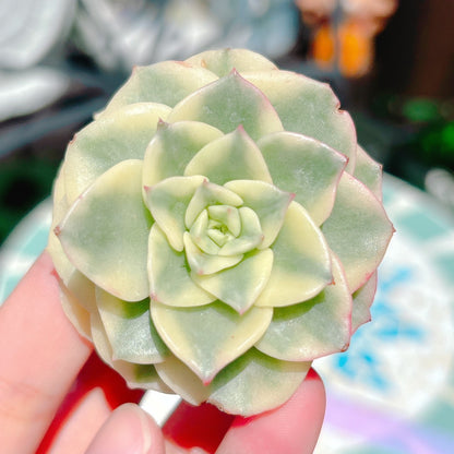 ヌダ錦　特級品