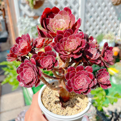 花火　群生　特級品　①
