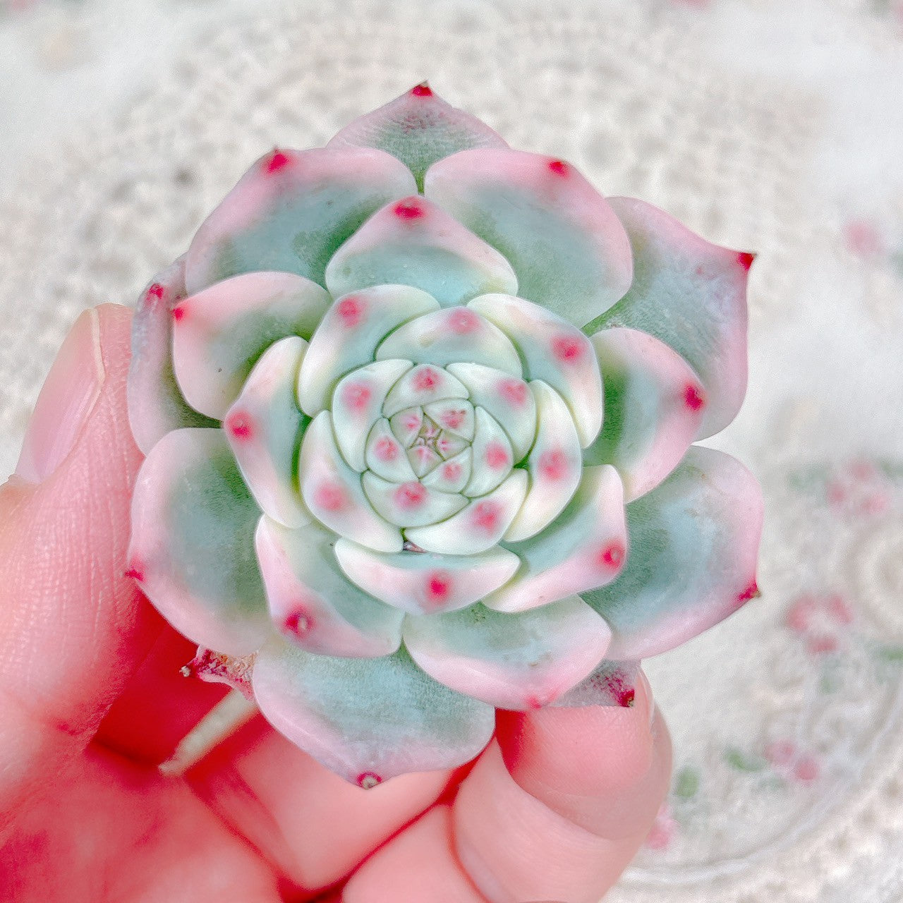 チワワエンシス錦 覆輪 A品 – Bull Succulent