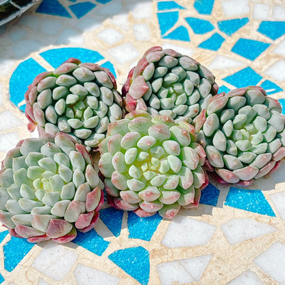 カーマインビーン　A品