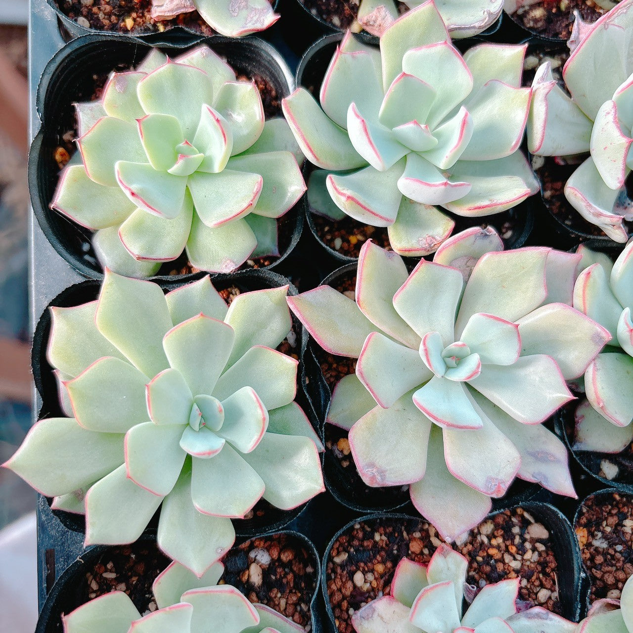 ストリクチフローラノヴァ A品 – Bull Succulent