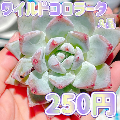 ワイルドコロラータ　A品