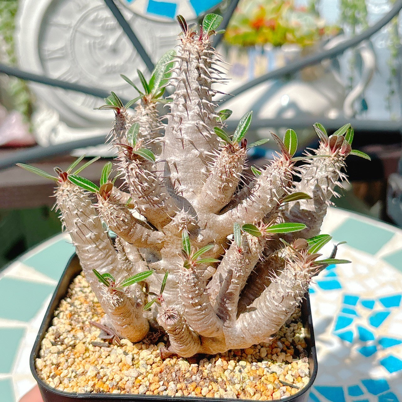 パキポディウム　ロスラーツム　特級品