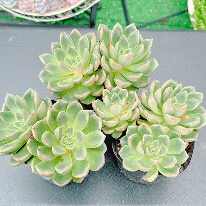 花村スペシャル180 A品