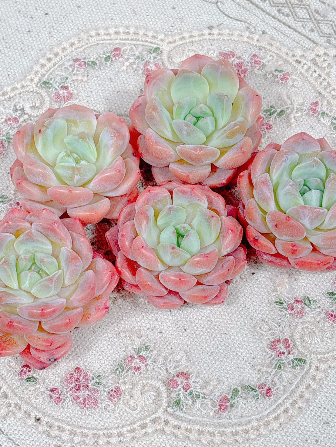 みかん☆様お取り置き！多肉ピンクモリー群生株・抜き苗 ピンクモリー A品 – Bull Succulent