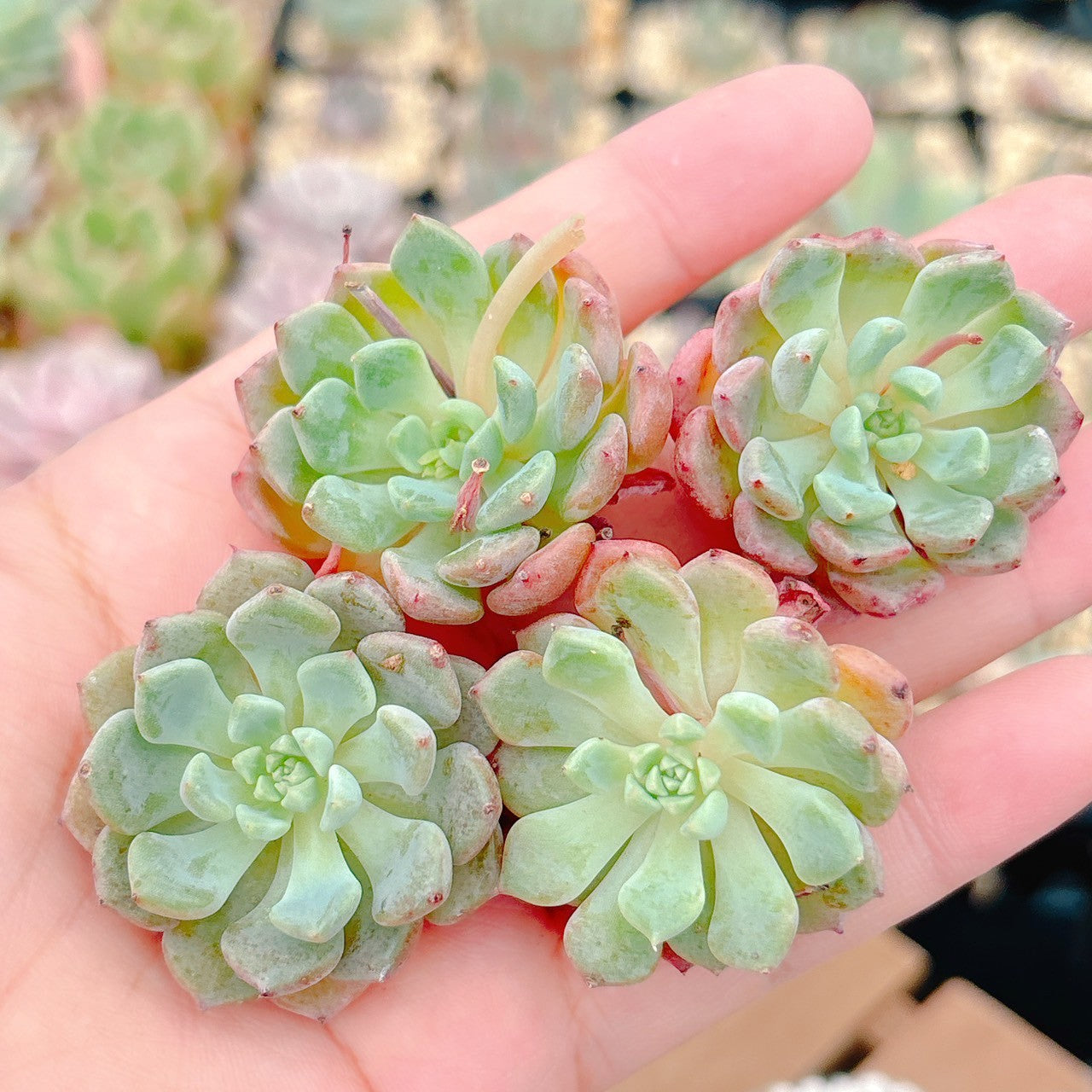 マッチメーカー A品 – Bull Succulent