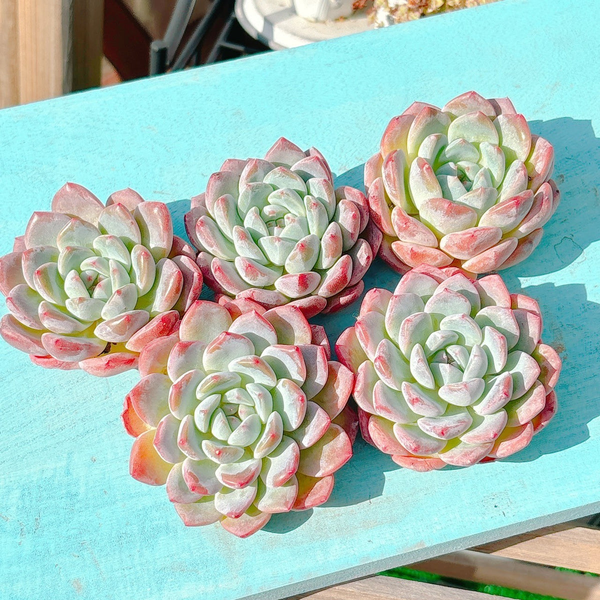 シックモンロー 特級品 – Bull Succulent