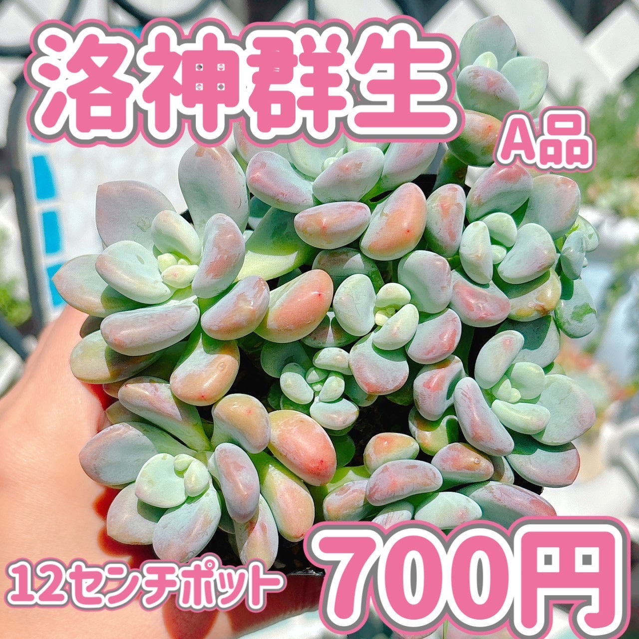 洛神 群生 A品 – Bull Succulent