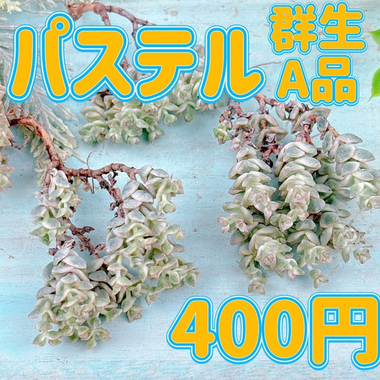 パステル群生　A品