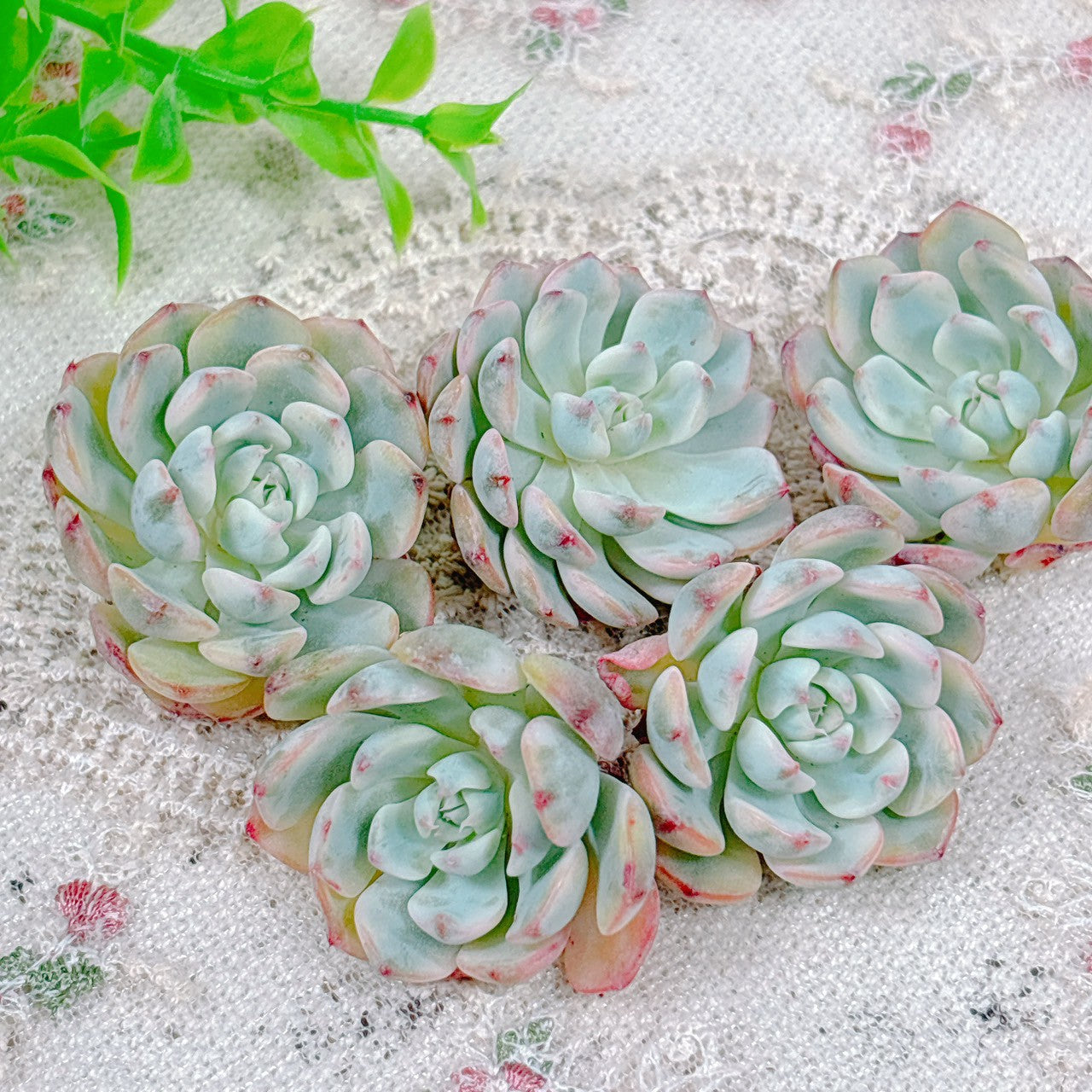 キメラ錦 カット苗 【公式通販】