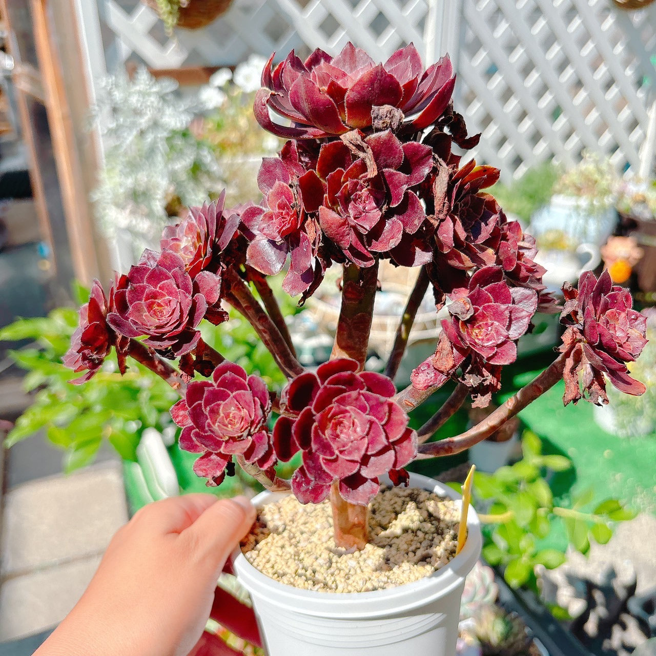 花火　群生　特級品　②