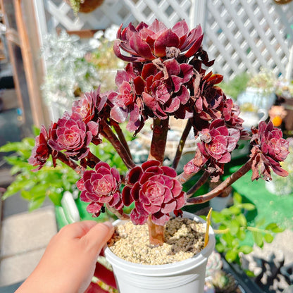 花火　群生　特級品　②