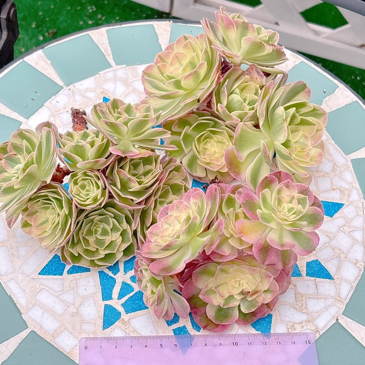 海王　大群生　特級品