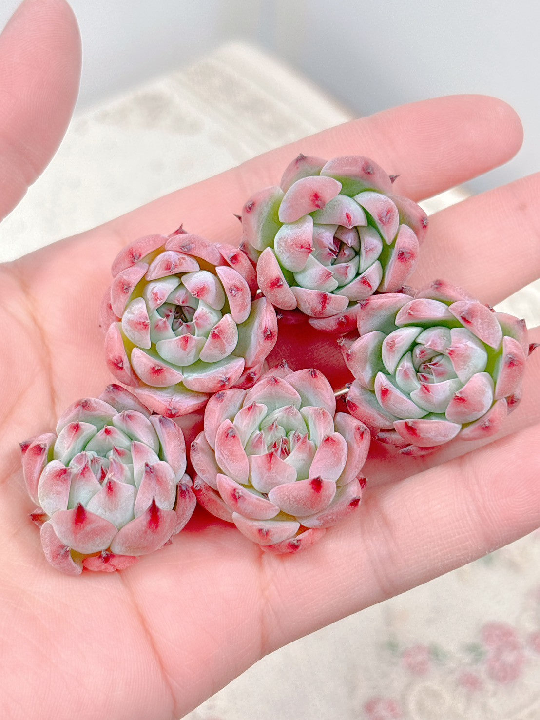 商品一覧 – Page 3 – Bull Succulent
