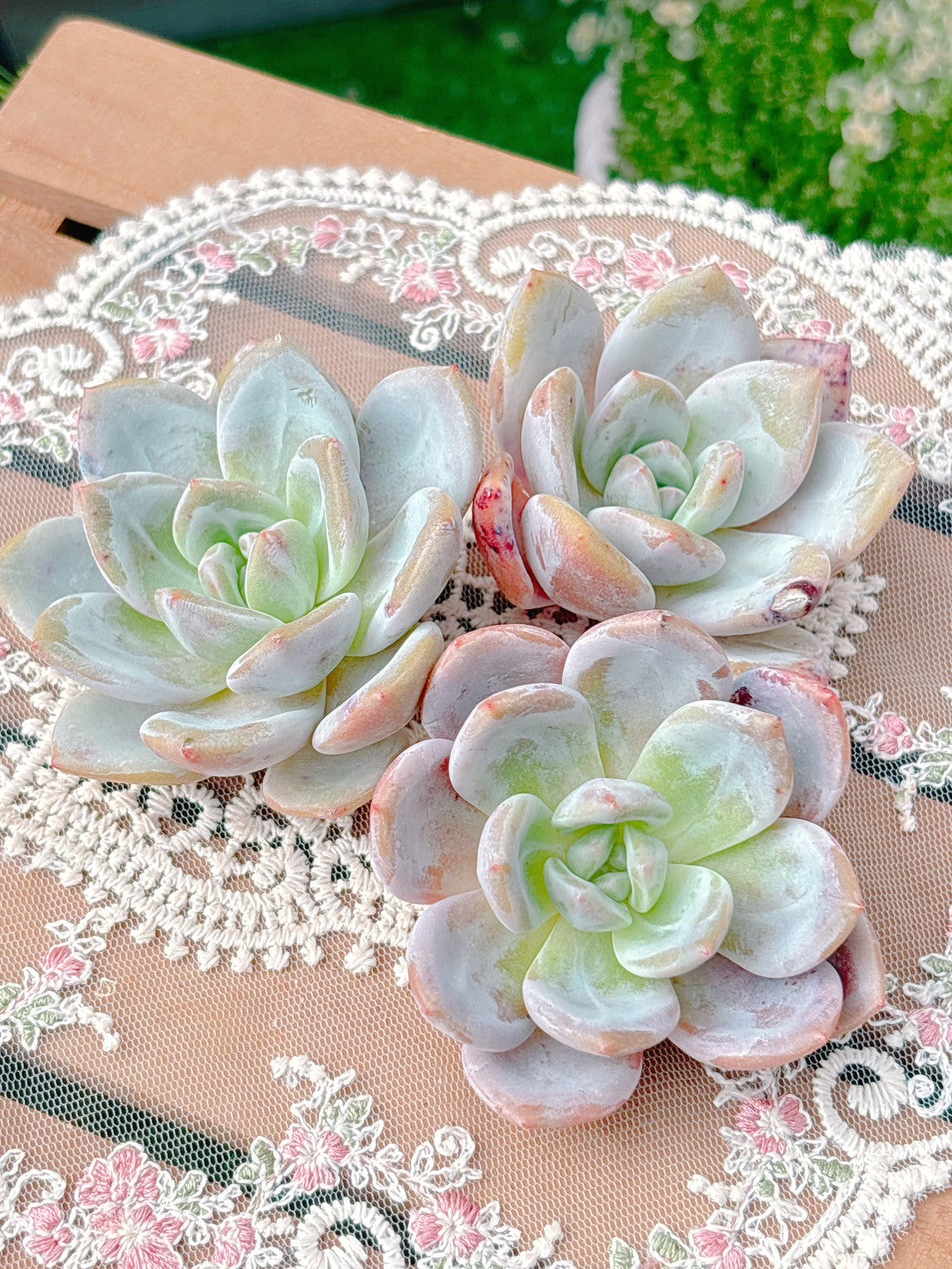 モンロー×シャンペーン　A品