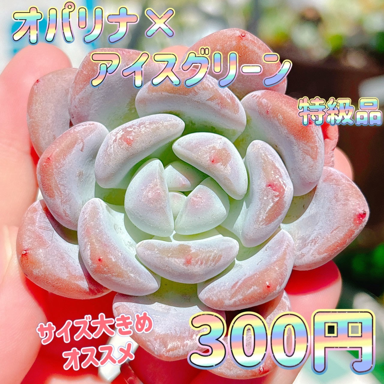 オパリナ×アイスグリーン　特級品