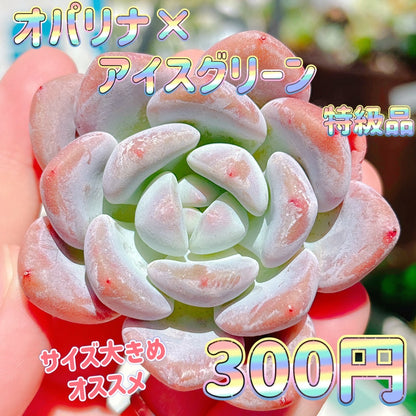 オパリナ×アイスグリーン　特級品