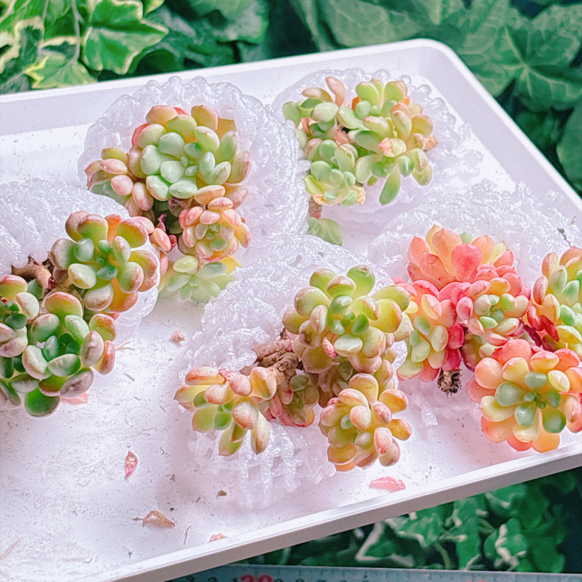 多肉植物