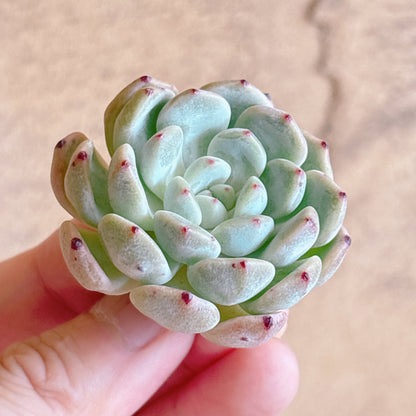 多肉植物