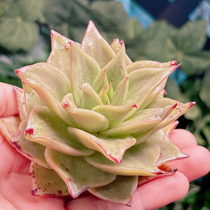 多肉植物