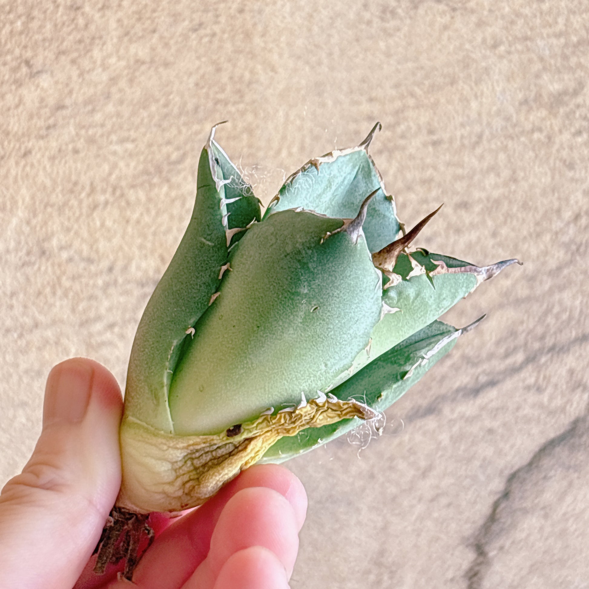 多肉植物