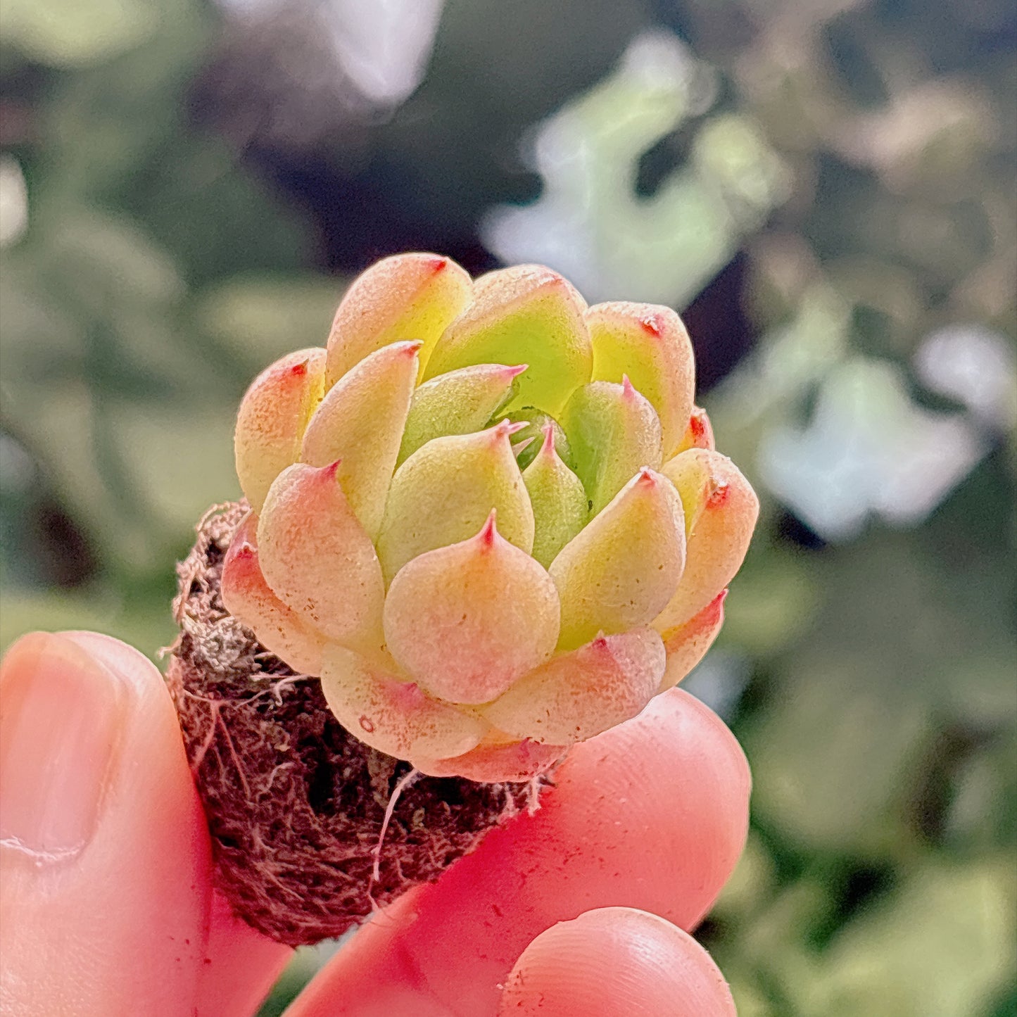 多肉植物