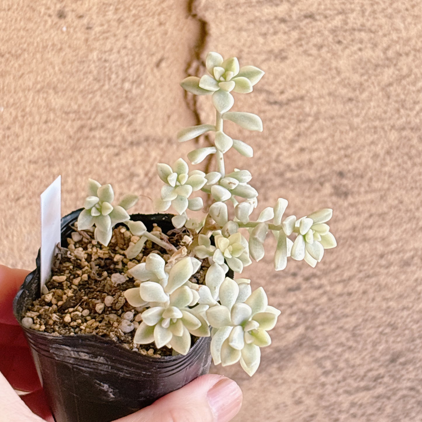多肉植物