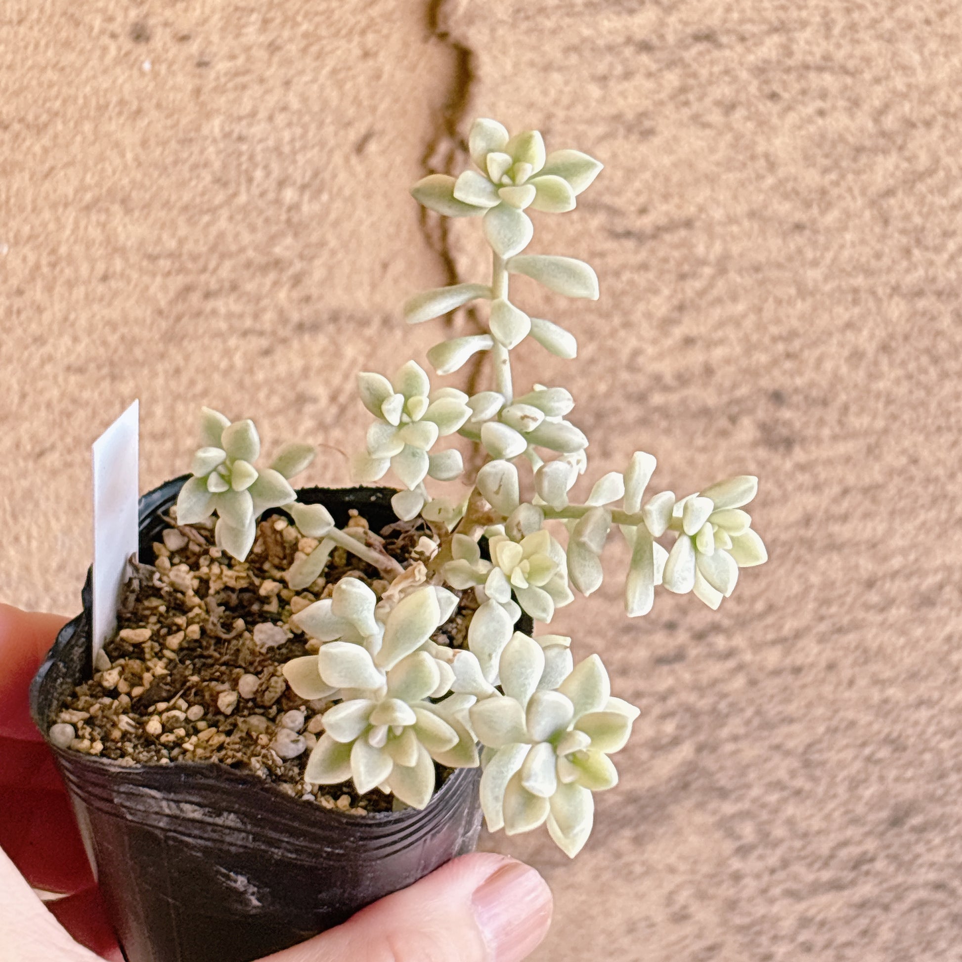 多肉植物