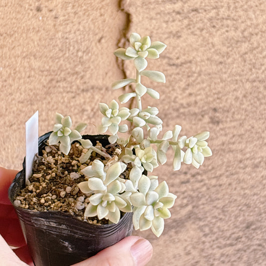 多肉植物
