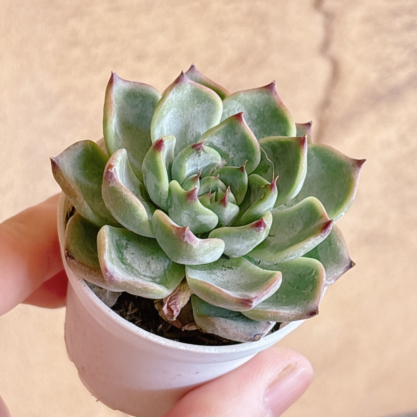 多肉植物