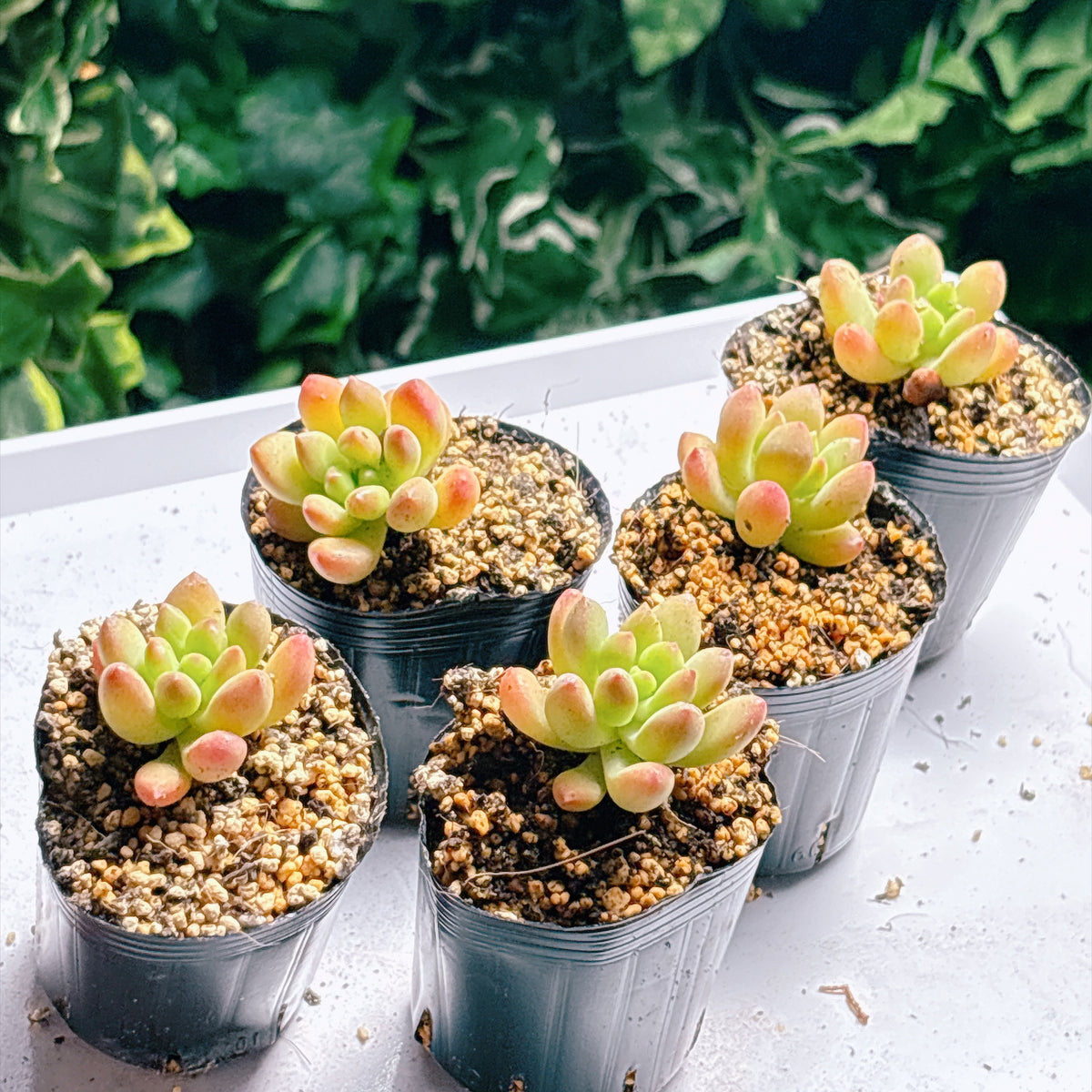 多肉植物