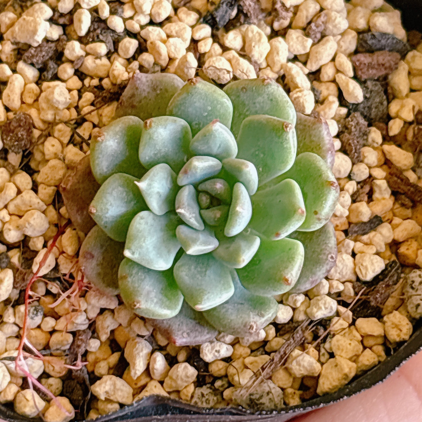 多肉植物