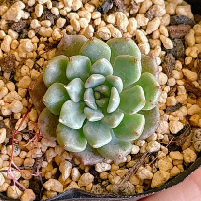 多肉植物