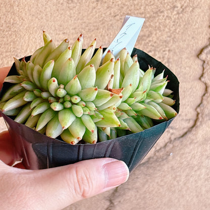 多肉植物