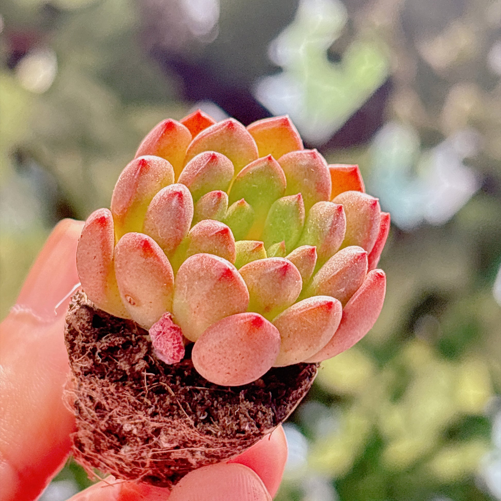 多肉植物