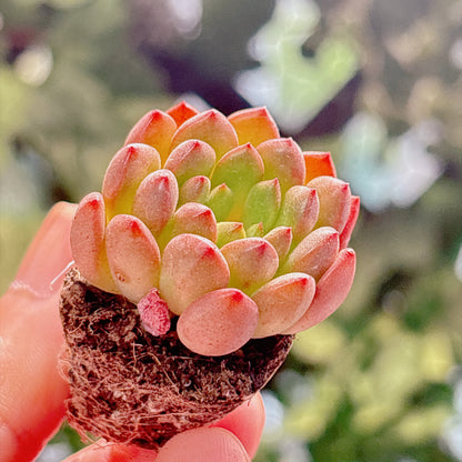 多肉植物