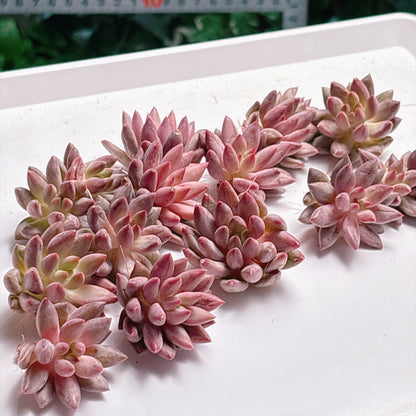 多肉植物