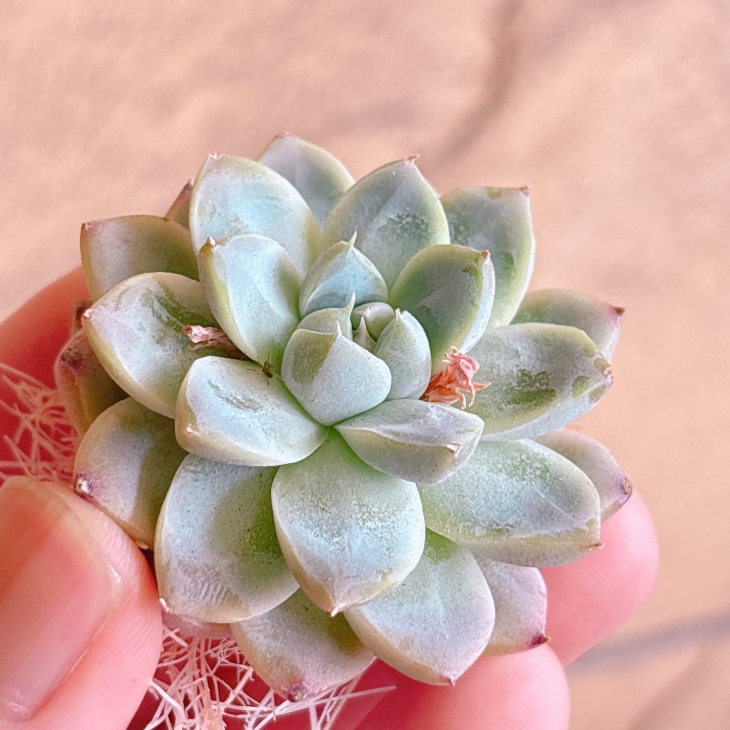 多肉植物