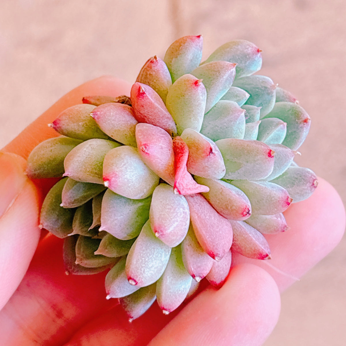 ドリームスーツ双頭 A品 カット苗 – Bull Succulent