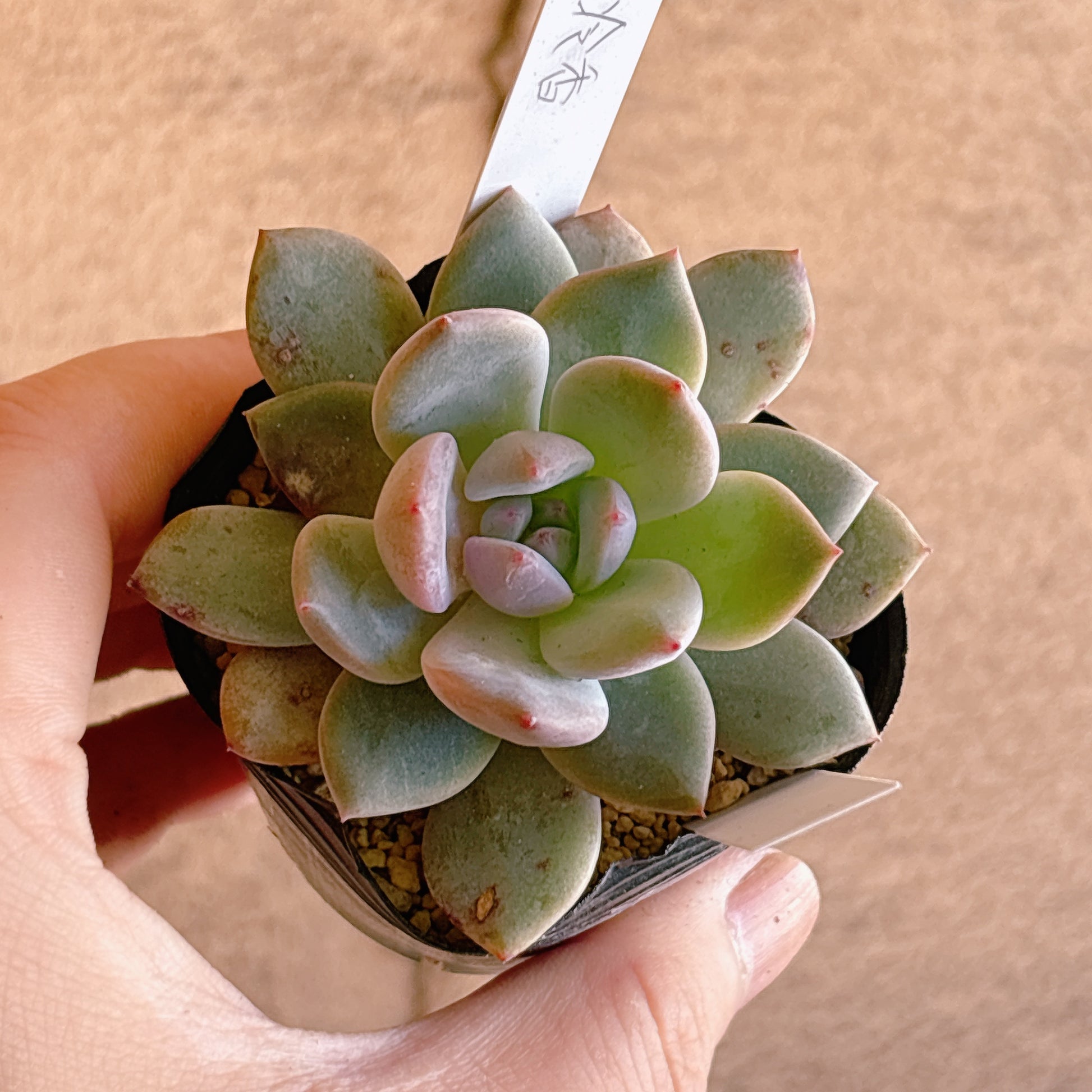 多肉植物