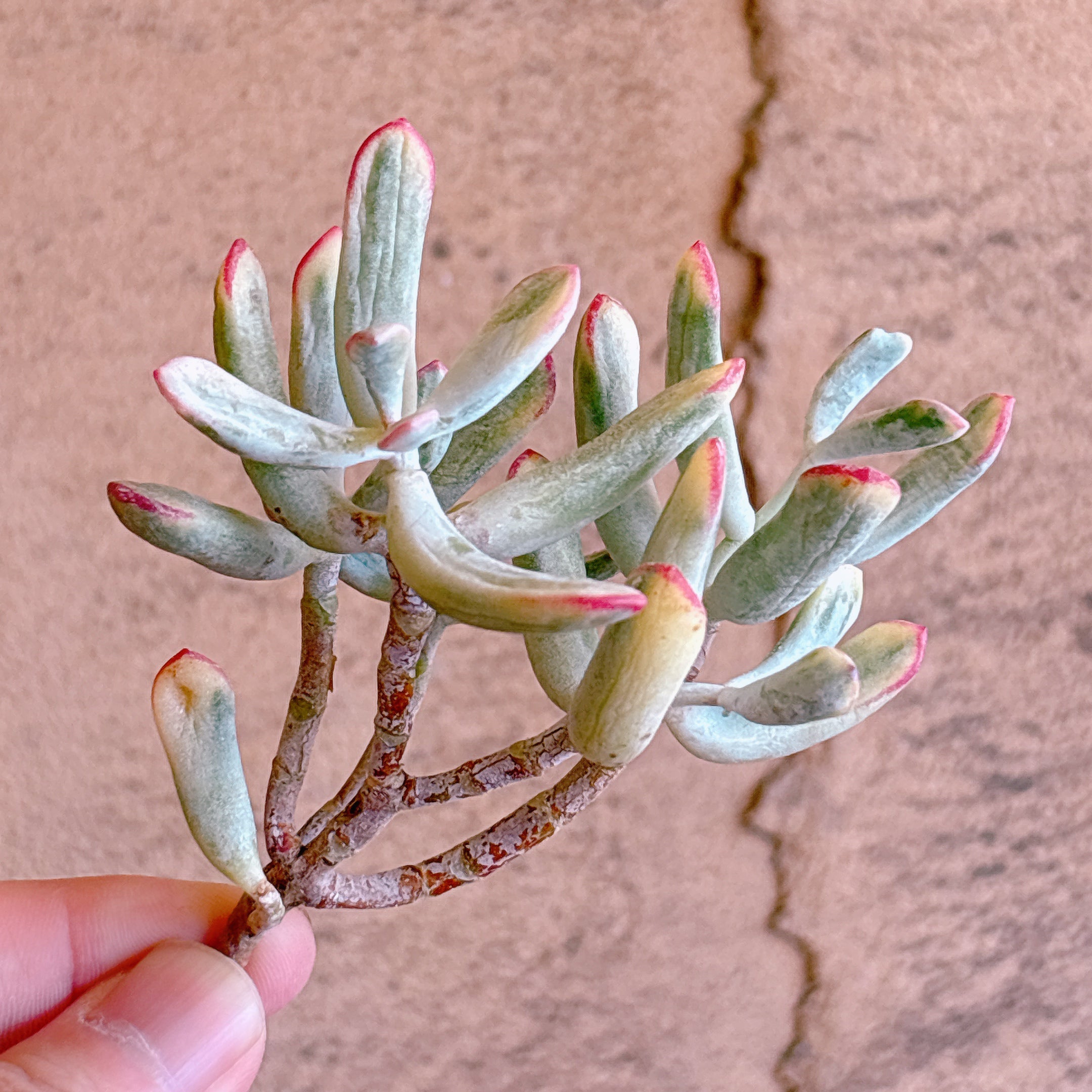 セダム – Bull Succulent