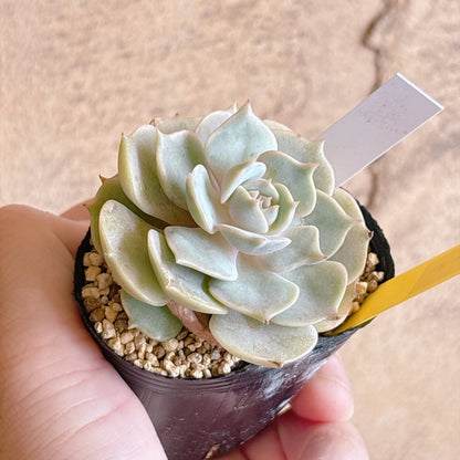 多肉植物