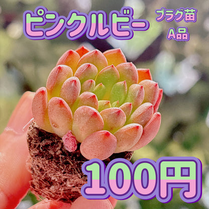ピンクルビー　A品　プラグ苗
