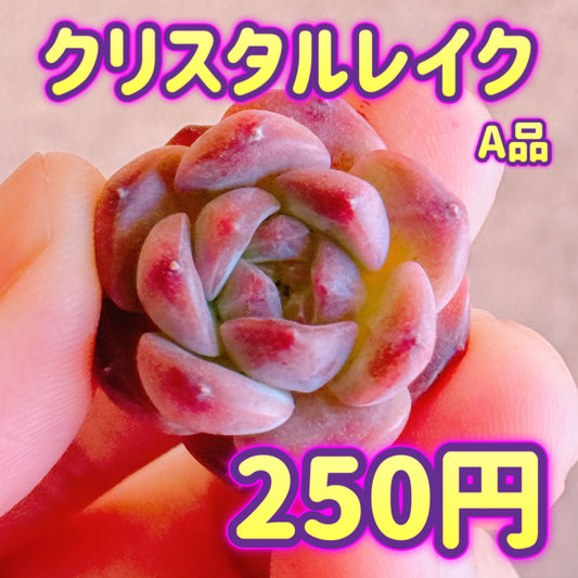 クリスタルレイク　A品　カット苗