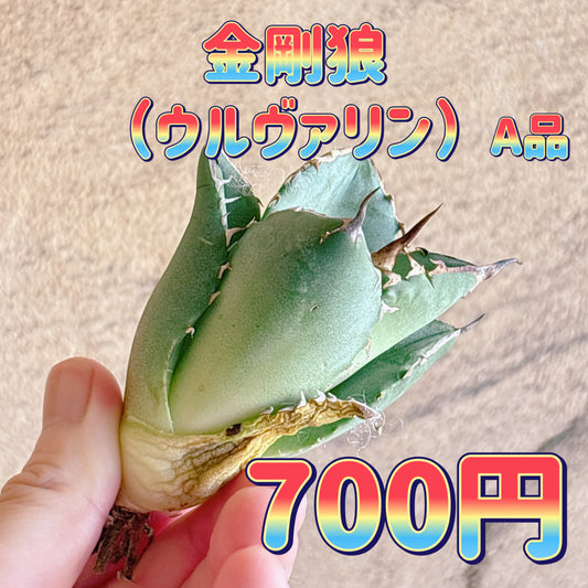 金剛狼（ウルヴァリン）　A品　カット苗
