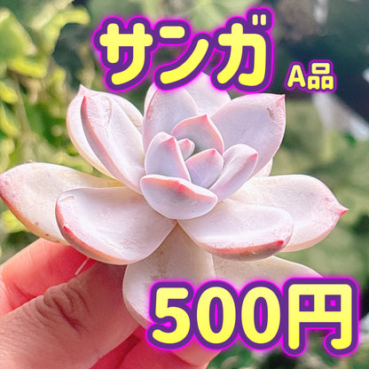 サンガ　A品　カット苗
