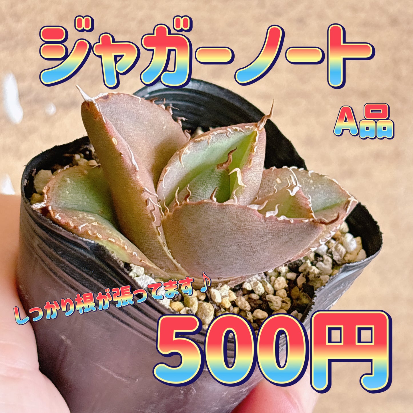 ジャガーノート　A品　根付き苗