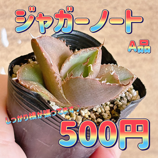 ジャガーノート　A品　根付き苗