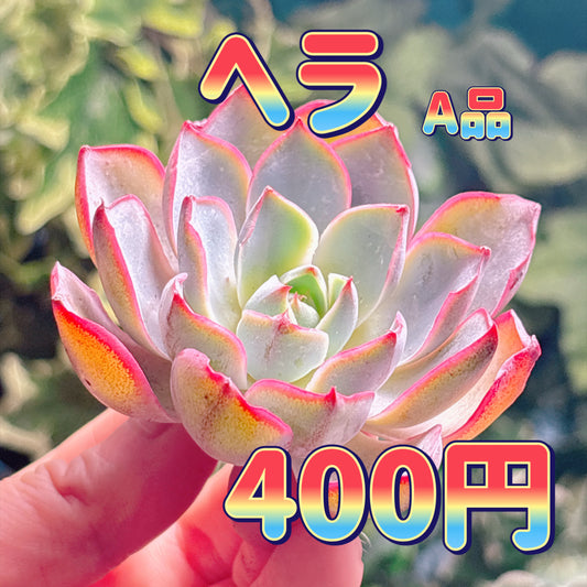 ヘラ　A品　カット苗
