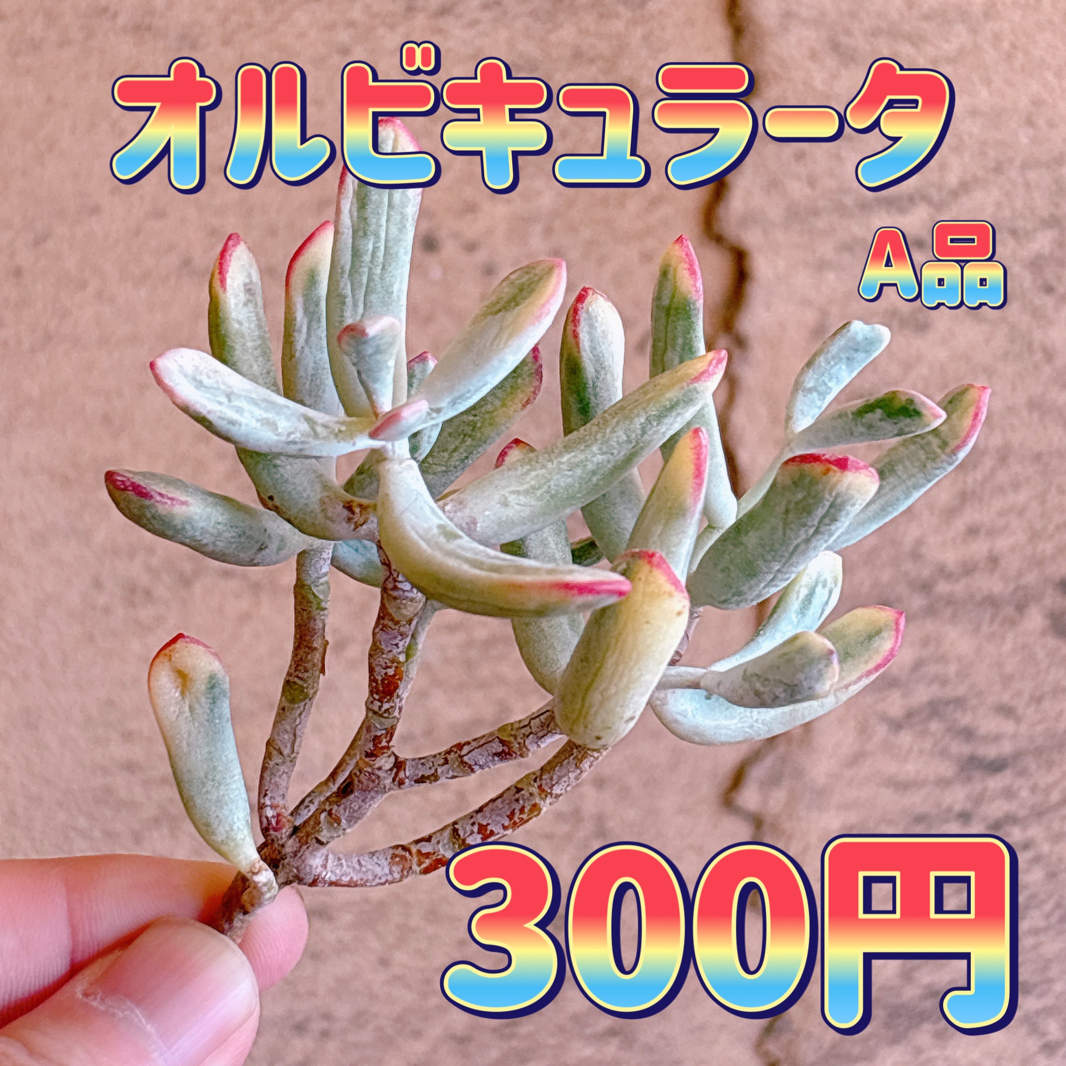 セダム – Bull Succulent